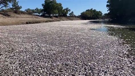 Millions Of Dead Fish In Australias Second Longest River Due To A