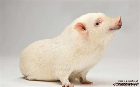 Guinea Pig Quebectango Digital Taxidermy