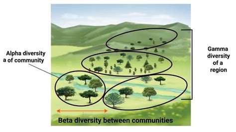 Biodiversity And Conservation Diagram Set