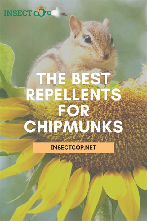 The Best Chipmunk Repellents Insect Cop Chipmunk Repellent