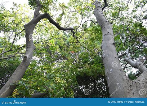 Bonsai Celtis Africana Royalty Free Stock Photography Cartoondealer