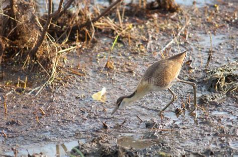 African Jacana Actophilornis Africanus Searching For Food Stock Image