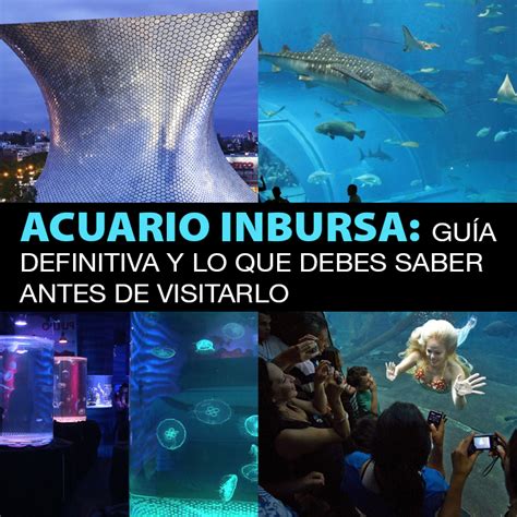 Acuario Inbursa Guía Definitiva Y Lo Que Debes Saber Antes De