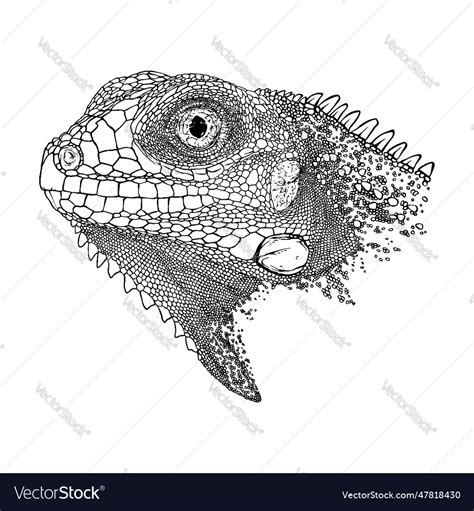 Iguana Sketch Drawing Grunge Outline Animal Vector Image