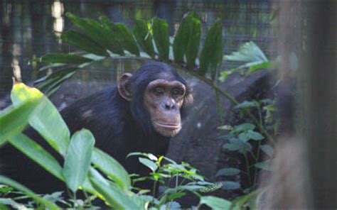 Zoo Accreditation Rockhampton Zoo