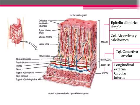 Intestino Grueso Ppt