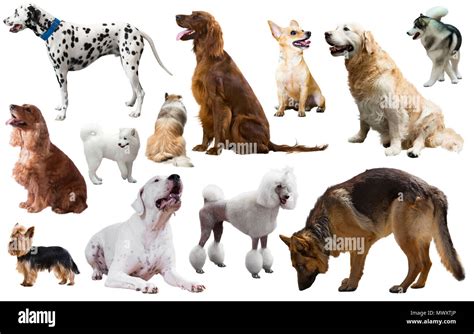 Dog breeds hi-res stock photography and images - Alamy