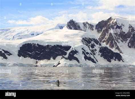 A pair of humpback whales in Wilhelmina Bay, Antarctica Stock Photo - Alamy