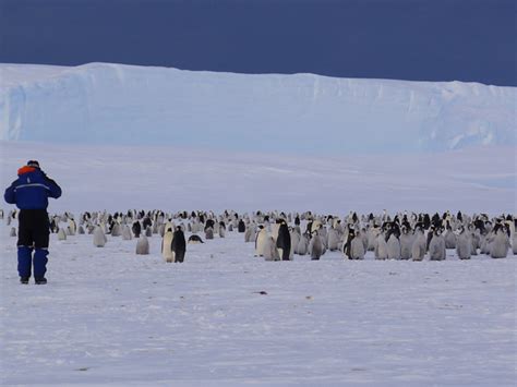 Satellite Images Of Penguin Guano From Space Lead To Discovery Of