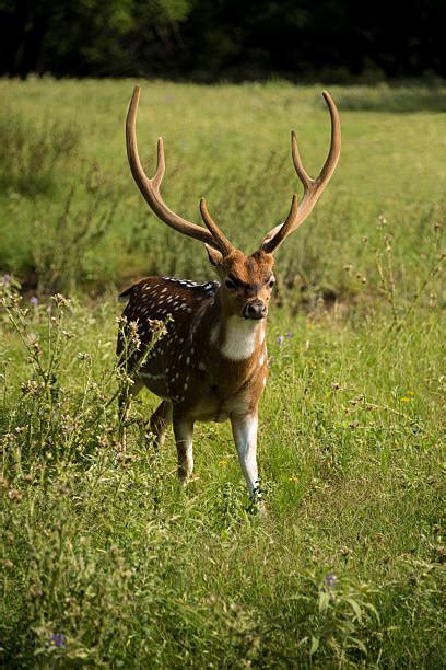 Royalty Free Axis Deer Pictures Images And Stock Photos Istock