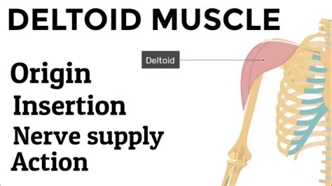 Deltoid Muscle Origin Insertion Nerve Supply And Action Youtube