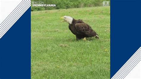 Bald Eagle Released Back Into Wild After Its Recovery From Lead