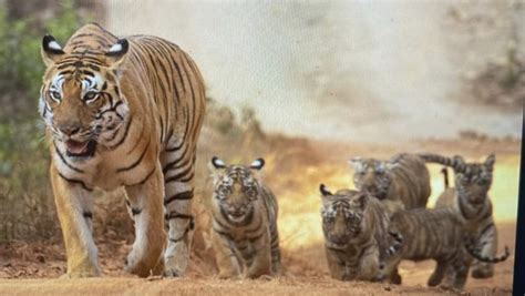 Agency News Tigress Named T 27 Gives Birth To Five Cubs In Kanha Tiger Reserve Latestly