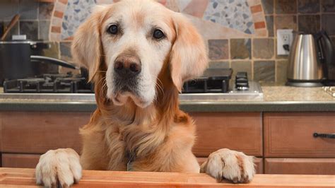 Hundefutter selber machen Was drin sein draußen bleiben sollte