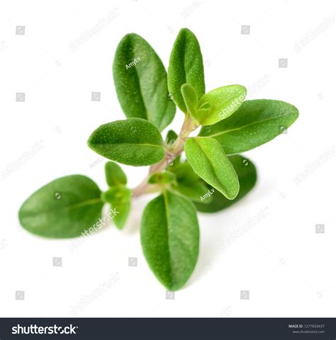 Fresh Thyme Herb Isolated On White库存照片1277693437 Shutterstock