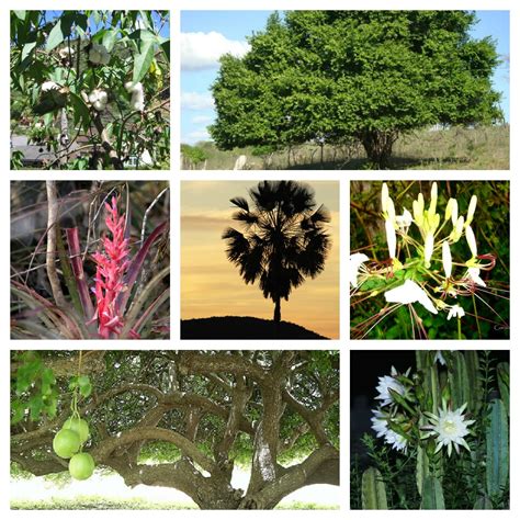 Vento Nordeste O Rico E Surpreendente Bioma Da Caatinga