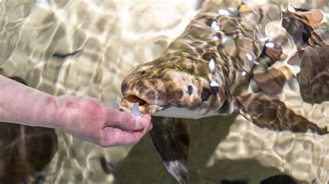 Australian Lungfish Being Eaten