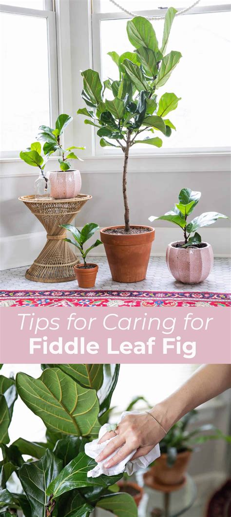 How To Care For Fiddle Leaf Figs Fiddle Leaf Fig Care Fiddle Leaf