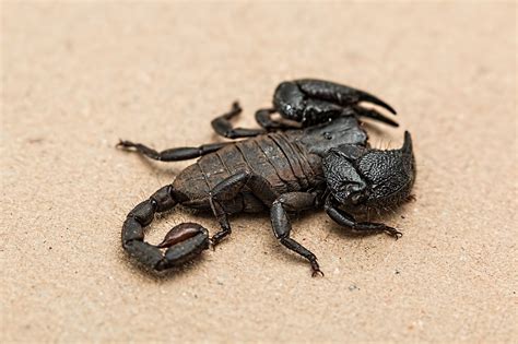 Free Scorpion King King Photos Pixabay