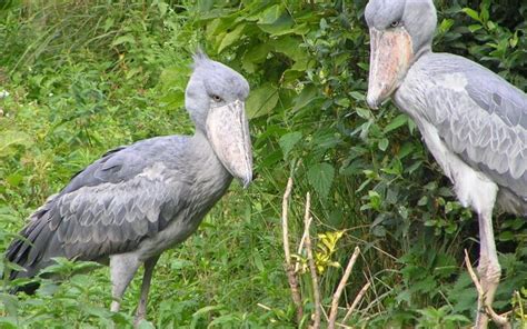 11 Shoebill HD Wallpapers | Background Images - Wallpaper Abyss