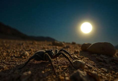 Are Camel Spiders Dangerous? Shocking Facts Revealed