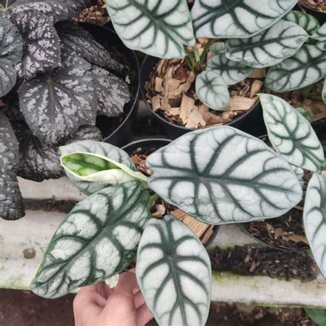 Jual Tanaman Hias Alocasia Dragon Scale Alokasia Dragon Scale Kab