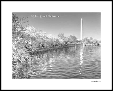 Washington Monument Cherry Blossom Festival Washington DC - Etsy