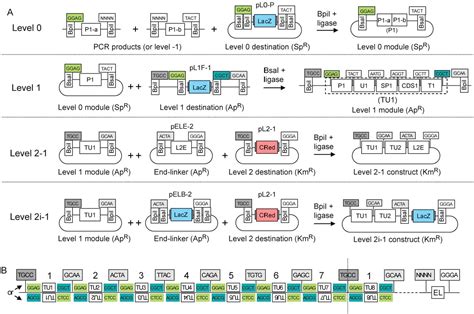 Figure 4 From A Modular Cloning System For Standardized Assembly Of