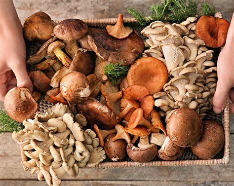 14 Popular Types Of Mushrooms And What To Cook With Them Sidechef