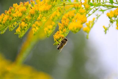 Verges D Or Abeille Pollinisation Photo Gratuite Sur Pixabay Pixabay