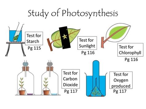 Photosynthesis Experiment