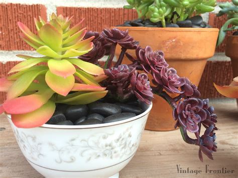 DIY Tea Cup Succulents. | VINTAGE FRONTIER