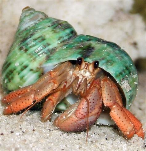 Hermit Crab Hermit Crab Crab Ocean Creatures