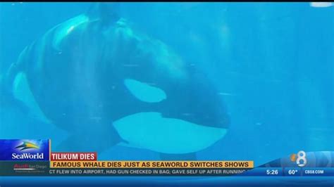 SeaWorld San Diego ends theatrical orca show | cbs8.com