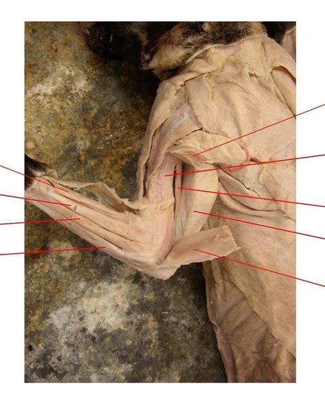 Dorsal Forelimb Cat Dissection Diagram Quizlet