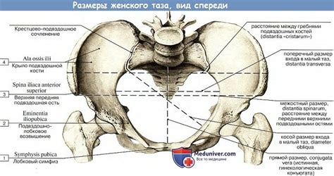 таз