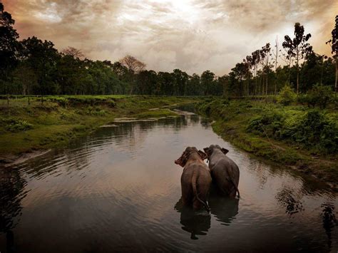 Manas National Park - Handy Guide For Travelers To Visit | Thetravelshots