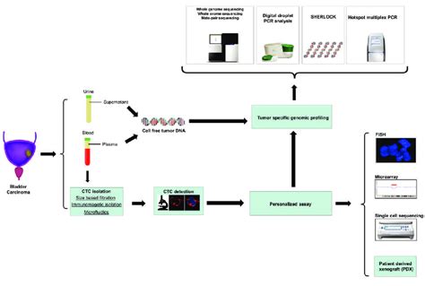 Overview Of Circulating Tumor Cell Ctc And Cell Free Tumor Dna