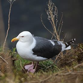 Birds in Shiretoko - Picchio Wildlife Research Center