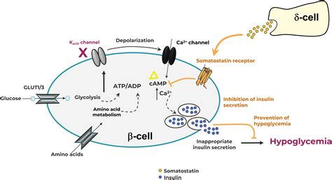 Frontiers Somatostatin Receptors In Congenital Hyperinsulinism