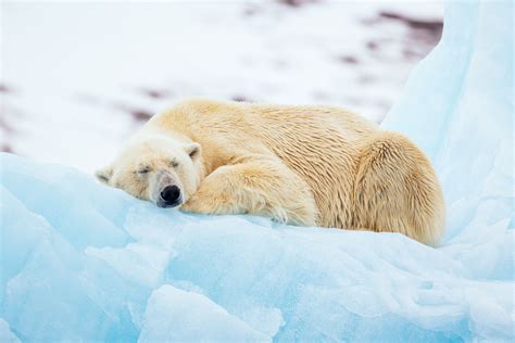 How Adorable Is This Sleeping Polar Bear We Loved Observing This Bear During One Of Our