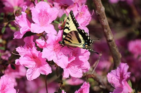 Evergreen Azaleas For Alabama Alabama Cooperative Extension System