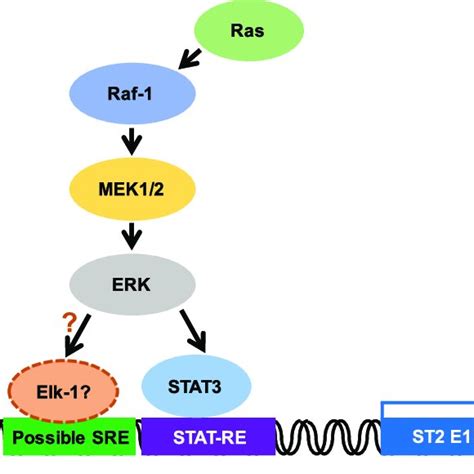 Identification Of Essential Sequences In The St Proximal Promoter In