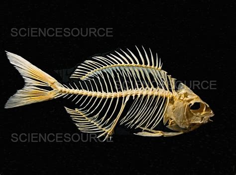 Sheepshead Fish Skeleton | Stock Image - Science Source Images