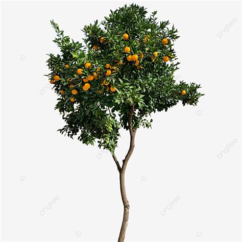 Real Fruits PNG Picture, Orange Tree With Fruits Real Png, Orange Tree, Orange, Tree PNG Image ...