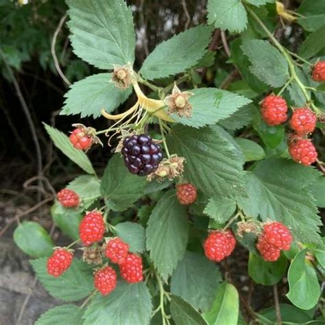 Black Cap Raspberry Nature Of Your Neighborhood