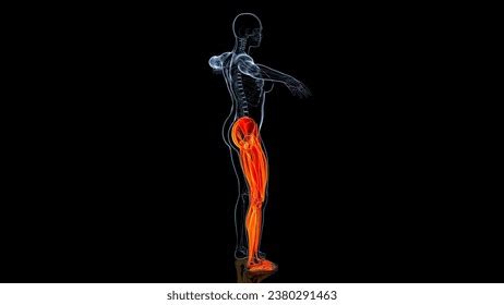 Female Right Leg Muscle System Anatomy Stock Illustration 2380291463 ...