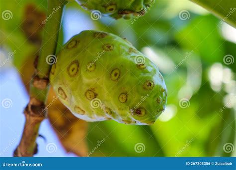 Buah Mengkudu Or Noni Fruit Morinda Citrifolia It Is Also Known As