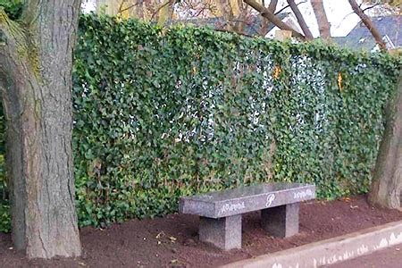 Living Fence Examples Reasons For Natural Fencing Worst Room