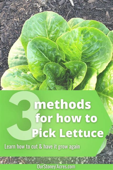 How-to-Harvest-Lettuce-11 - Our Stoney Acres